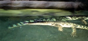 ZOO Jihlava
