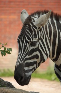 ZOO Liberec