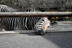 Zoo Ústí nad Labem