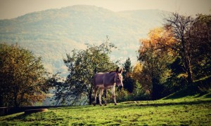 Zoo Ústí nad Labem