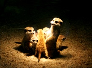 Zoo Ústí nad Labem